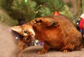 Abyssinian cat plays near the New Year tree.