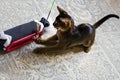 Abyssinian cat plays with toy long ears and short hair