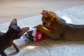 Abyssinian cat plays with toy long ears and short hair