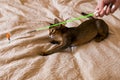 Abyssinian cat plays with toy long ears and short hair