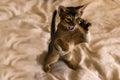 Abyssinian cat plays with toy long ears and short hair