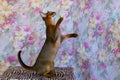 Abyssinian cat plays with toy long ears and short hair