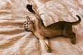 Abyssinian cat plays with toy long ears and short hair