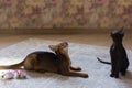 Abyssinian cat plays with toy long ears and short hair