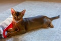 Abyssinian cat plays with toy long ears and short hair