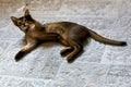 Abyssinian cat plays with toy long ears and short hair