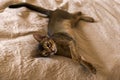 Abyssinian cat is resting lying Royalty Free Stock Photo