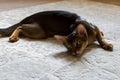 Abyssinian cat is resting lying Royalty Free Stock Photo