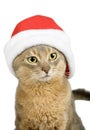 Abyssinian cat in Santa Claus hat
