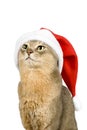 Abyssinian cat in Santa's hat isolated on white