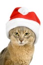 Abyssinian cat in Santa's hat isolated on white Royalty Free Stock Photo