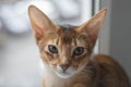 The Abyssinian cat sits, close up, wild color