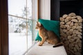 The Abyssinian cat sits on a pillow and looks out the window, hunting Royalty Free Stock Photo