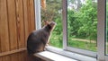 An Abyssinian cat sits on the windowsill of a wooden balcony. Behind the open window in the park grow pines, maples, birches, pede