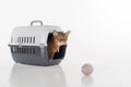 Abyssinian cat sitting in the box and looking out with Toy ball. Isolated on white background Royalty Free Stock Photo