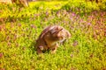 Abyssinian cat sitting in the grass with flowers in the sun