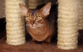 Abyssinian cat sitting near scratching post