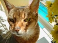 Abyssinian cat sitting in sunny stained glass window.