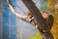 Abyssinian cat sitting on a tree log in the sun