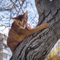 Abyssinian cat sitting on a tree log in the sun