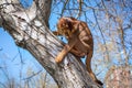 Abyssinian cat sitting on a tree log in the sun