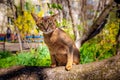 Abyssinian cat sitting on a tree in the sun