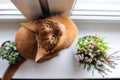 Abyssinian cat sitting on the windowsill with heather and succulents