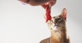 Abyssinian cat sniff beef meat Royalty Free Stock Photo