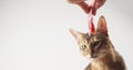 Abyssinian cat sniff beef meat Royalty Free Stock Photo