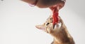 Abyssinian cat sniff beef meat Royalty Free Stock Photo