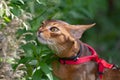 Abyssinian cat sniffs the greens. Red and brown color, close-up portrait, muzzle against a background of green grass. Royalty Free Stock Photo