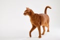 Abyssinian cat standing and looking left Royalty Free Stock Photo
