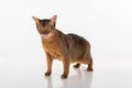 Abyssinian cat standing on white background, showing tongue, Open mouth