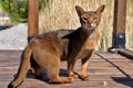 Abyssinian cat Royalty Free Stock Photo