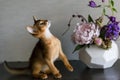 Abyssinian cat with a vase of flowers Royalty Free Stock Photo