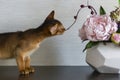 Abyssinian cat with a vase of flowers Royalty Free Stock Photo