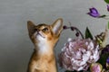 Abyssinian cat with a vase of flowers Royalty Free Stock Photo