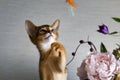 Abyssinian cat with a vase of flowers Royalty Free Stock Photo