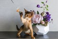 Abyssinian cat with a vase of flowers Royalty Free Stock Photo