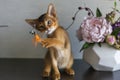 Abyssinian cat with a vase of flowers Royalty Free Stock Photo