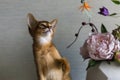 Abyssinian cat with a vase of flowers Royalty Free Stock Photo