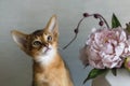 Abyssinian cat with a vase of flowers Royalty Free Stock Photo