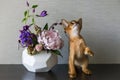 Abyssinian cat with a vase of flowers Royalty Free Stock Photo