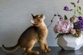 Abyssinian cat with a vase of flowers Royalty Free Stock Photo