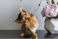 Abyssinian cat with a vase of flowers Royalty Free Stock Photo