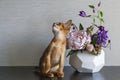 Abyssinian cat with a vase of flowers Royalty Free Stock Photo