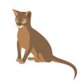 Abyssinian cat vector isolated illustration. Close up portrait of sitting blue abyssinian female cat