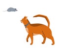 An Abyssinian cat watches the grey mouse. Vector illustration in simple cartoon flat style. Isolated on white background Royalty Free Stock Photo