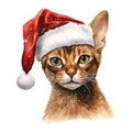 Abyssinian Cat Wearing a Santa Hat Royalty Free Stock Photo