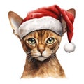 Abyssinian Cat Wearing a Santa Hat Royalty Free Stock Photo